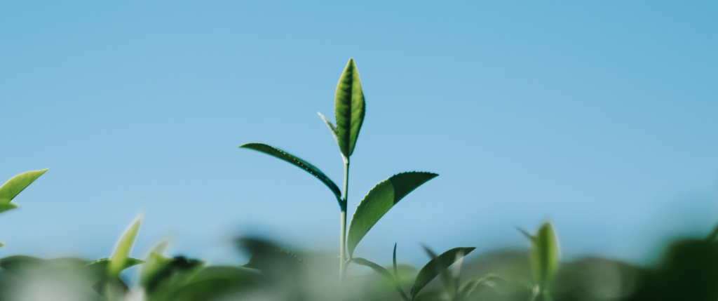 Close-up of a fresh green tea sprout standing out against a clear blue sky.