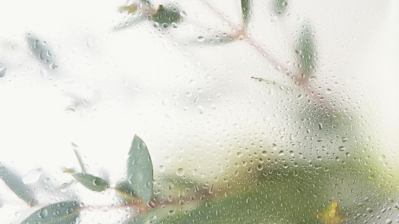 Leaves on a foggy window.